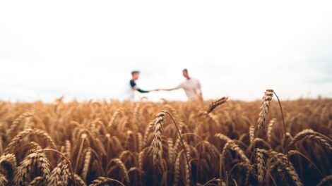 Прекращение зерновой сделки вызвало резкий рост цен на пшеницу