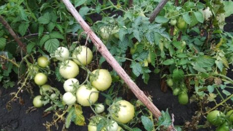 Болгария превратилась из крупного экспортера помидоров в нетто-импортера